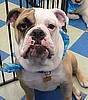 Brutus